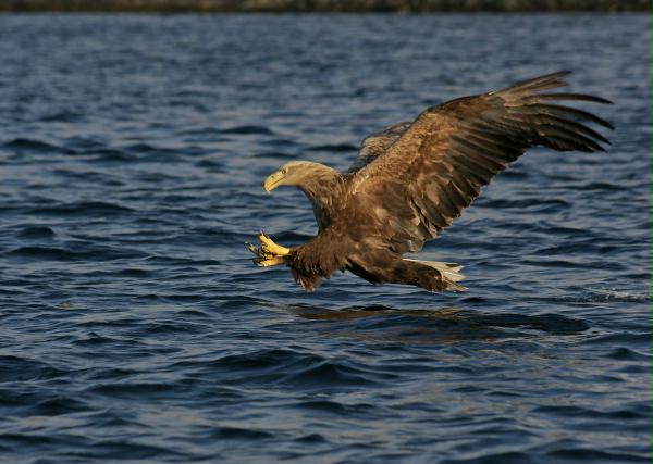 White-tailed Eagle <i>Haliaeetus albicilla</i>