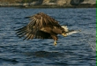 White-tailed Eagle
