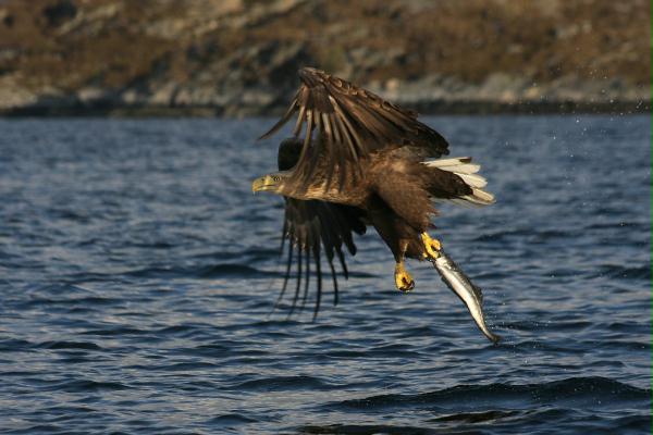 White-tailed Eagle <i>Haliaeetus albicilla</i>