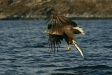 White-tailed Eagle