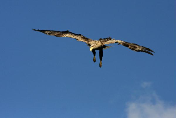 White-tailed Eagle <i>Haliaeetus albicilla</i>