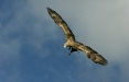 White-tailed Eagle