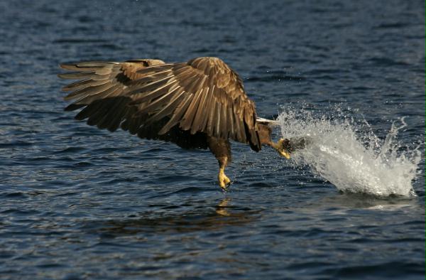 White-tailed Eagle <i>Haliaeetus albicilla</i>