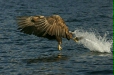 White-tailed Eagle