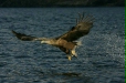 White-tailed Eagle
