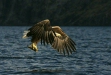 White-tailed Eagle