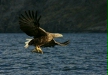 White-tailed Eagle