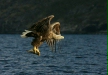White-tailed Eagle