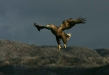 White-tailed Eagle