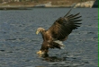 White-tailed Eagle
