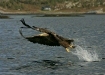White-tailed Eagle