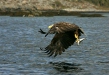 White-tailed Eagle