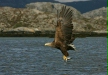 White-tailed Eagle