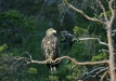 White-tailed Eagle