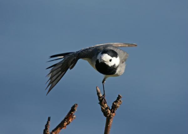 White Wagtail <i>Motacilla alba alba</i>