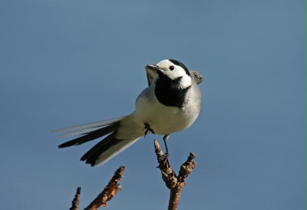 White Wagtail <i>Motacilla alba alba</i>