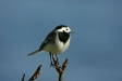 White Wagtail
