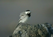 White Wagtail