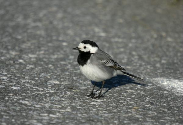 White Wagtail <i>Motacilla alba alba</i>