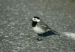 White Wagtail