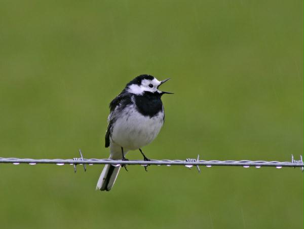 Pied Wagtail <i>Motacilla alba yarrellii</i>