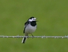 Pied Wagtail