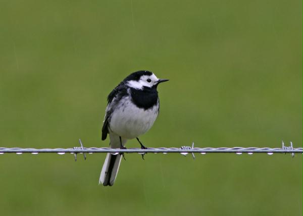 Pied Wagtail <i>Motacilla alba yarrellii</i>