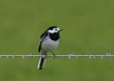 Pied Wagtail