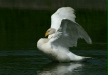 Whooper Swan