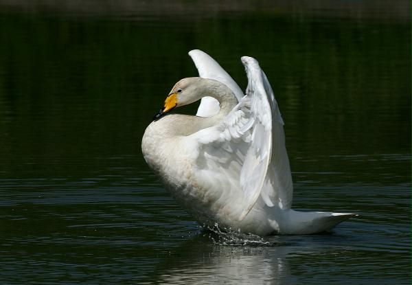 Whooper Swan <i>Cygnus cygnus</i>