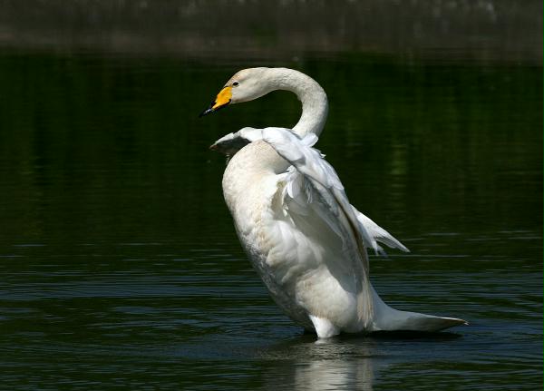 Whooper Swan <i>Cygnus cygnus</i>
