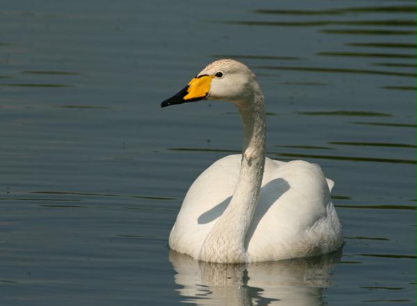 Whooper Swan <i>Cygnus cygnus</i>