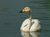Whooper Swan