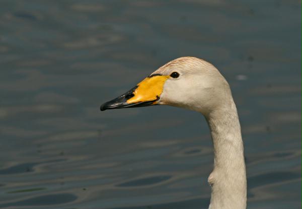 Whooper Swan <i>Cygnus cygnus</i>