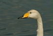 Whooper Swan