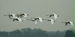 Whooper Swan