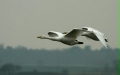 Whooper Swan