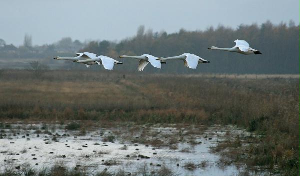 Whooper Swan <i>Cygnus cygnus</i>