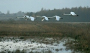 Whooper Swan