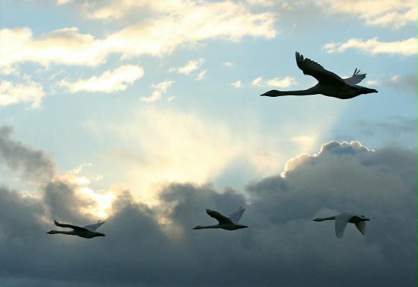 Whooper Swan <i>Cygnus cygnus</i>
