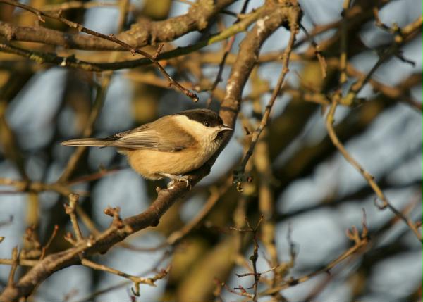 Willow Tit <i>Poecile montana</i>