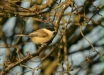 Willow Tit