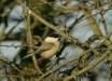 Willow Tit