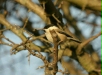 Willow Tit