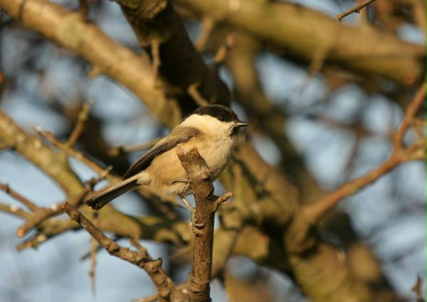 Willow Tit <i>Poecile montana</i>