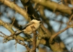Willow Tit