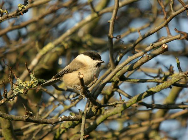 Willow Tit <i>Poecile montana</i>