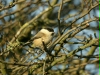 Willow Tit