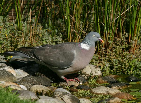 Woodpigeon <i>Columba palumbus</i>