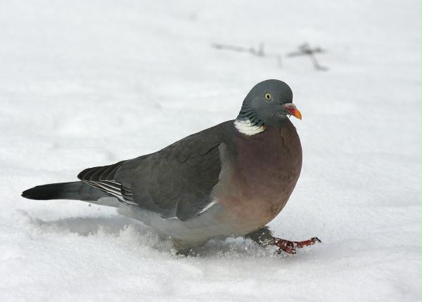 Woodpigeon <i>Columba palumbus</i>
